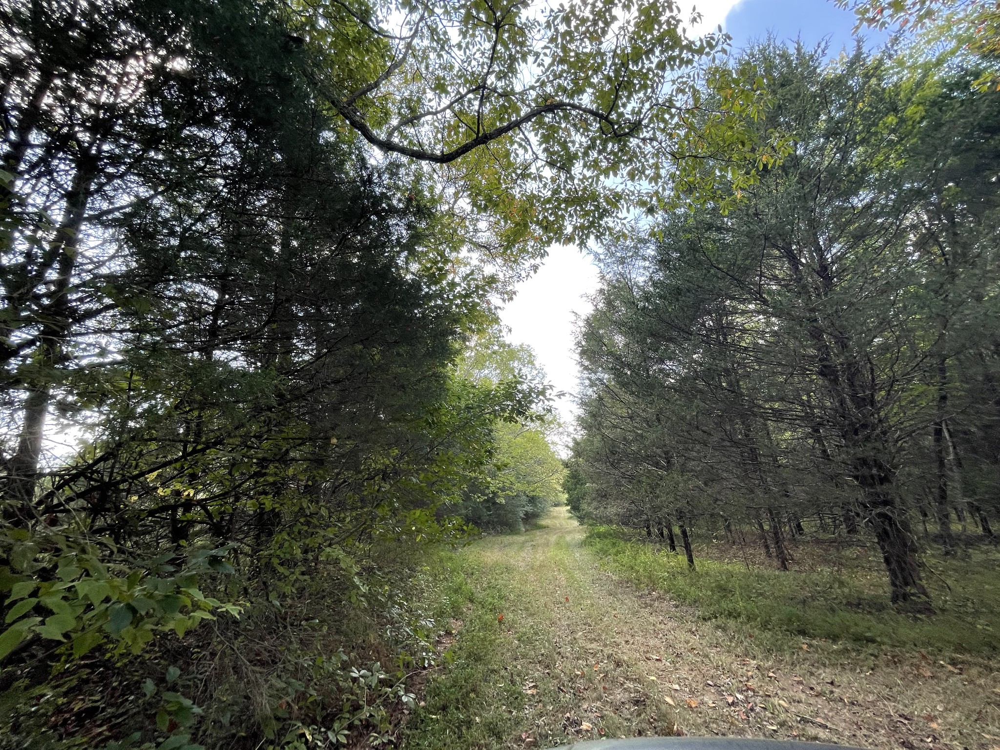 540 Beasleys Bend Road Lebanon, TN 37087 - Photo 3 of 15 a view of a forest with trees in the background