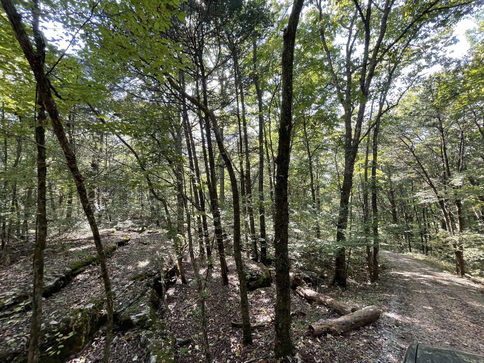 540 Beasleys Bend Road Lebanon, TN 37087 - Photo 4 of 15 a view of forest