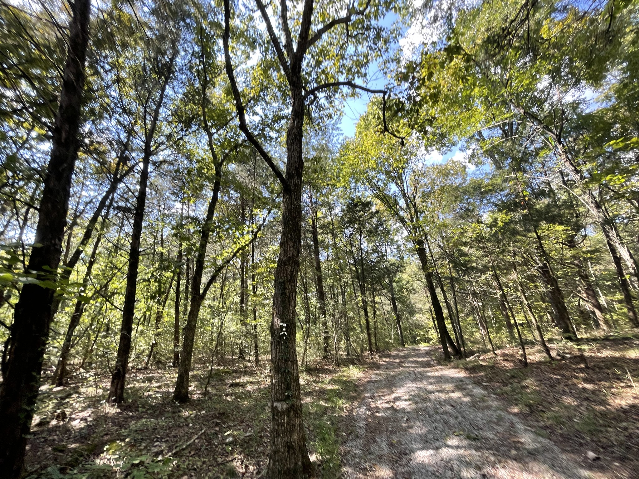540 Beasleys Bend Road Lebanon, TN 37087 - Photo 6 of 15 a view of forest