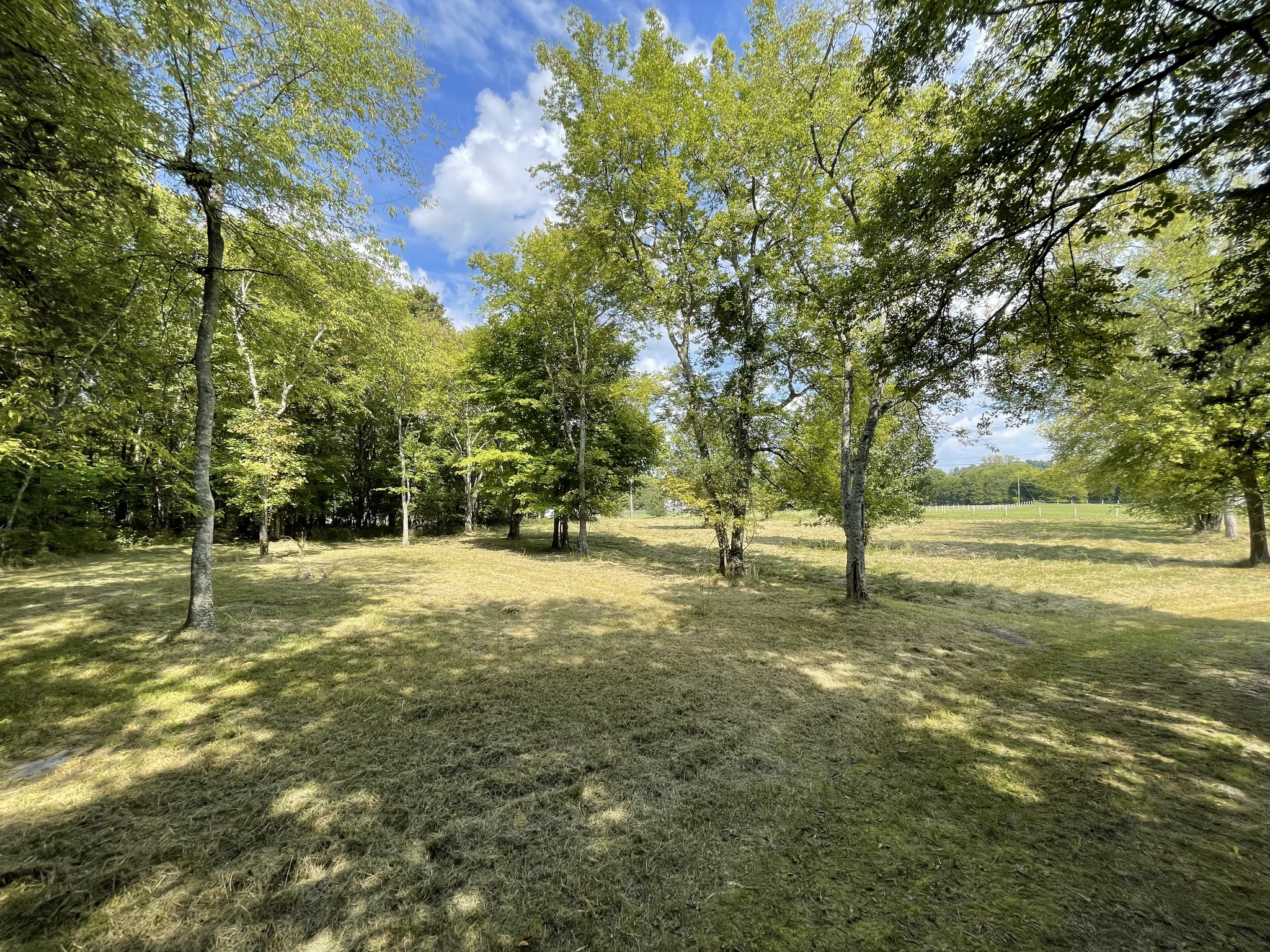 540 Beasleys Bend Road Lebanon, TN 37087 - Photo 9 of 15 a view of a tree in a yard