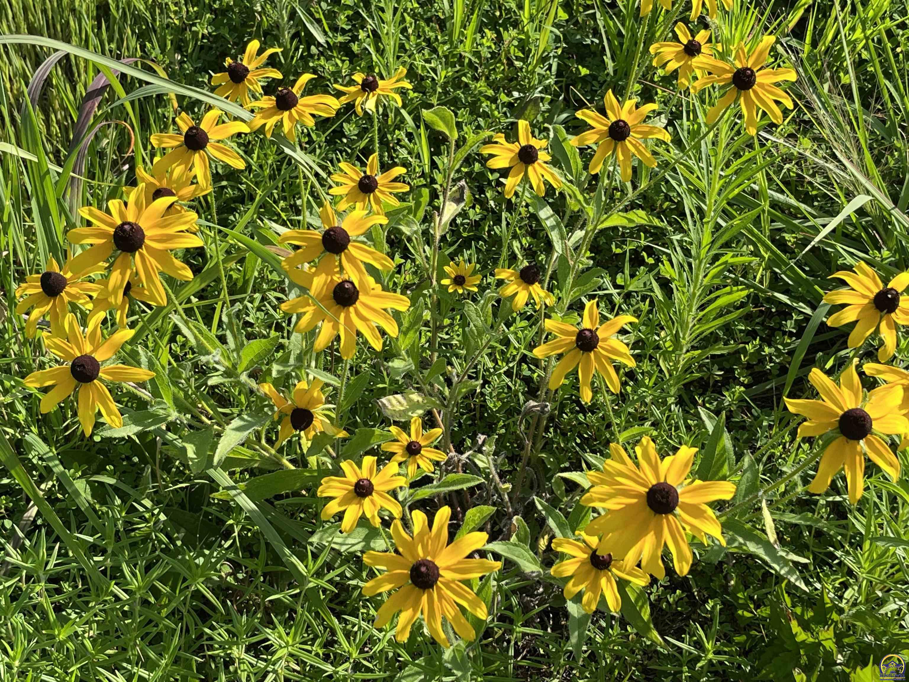 529 East 1700th Road Baldwin City, KS 66006 - Photo 87 of 97 Wildflowers