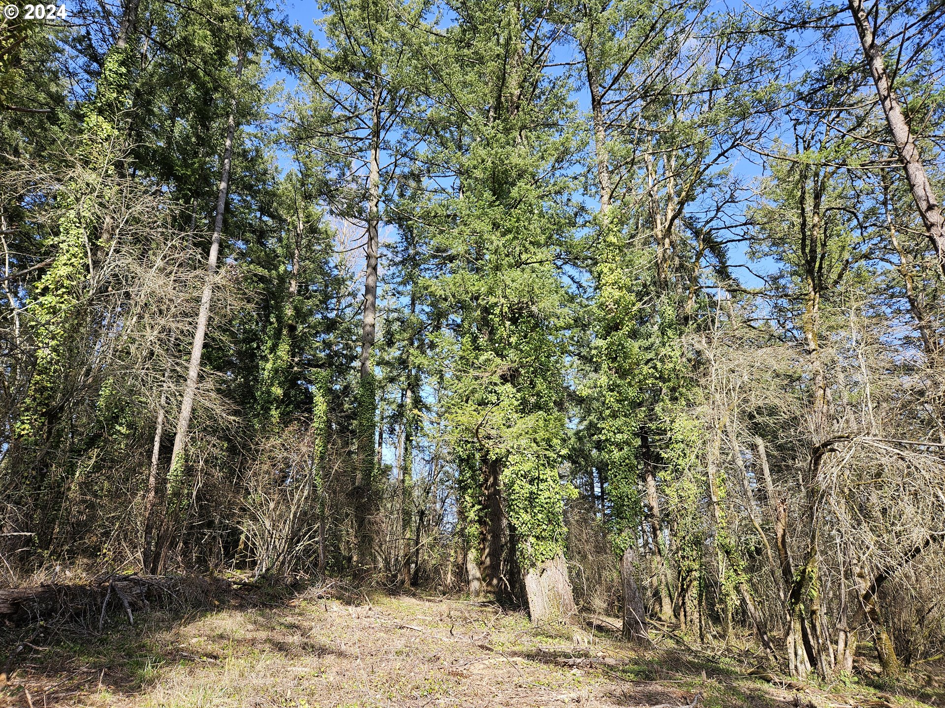 2700 Miller Lane Northwest Albany, OR 97321 - Photo 3 of 10 a view of a backyard of the house