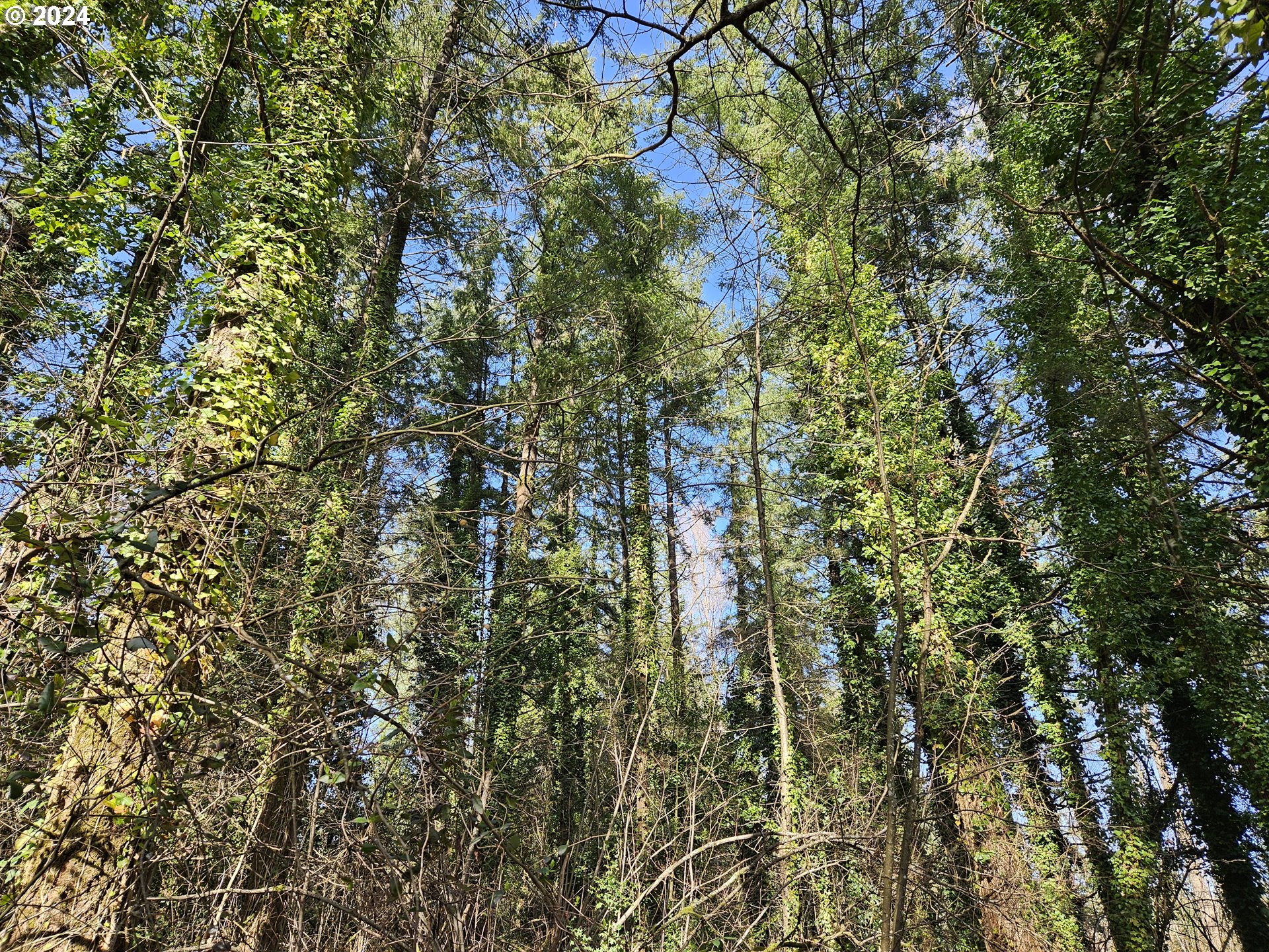 2700 Miller Lane Northwest Albany, OR 97321 - Photo 4 of 10 a view of a tree