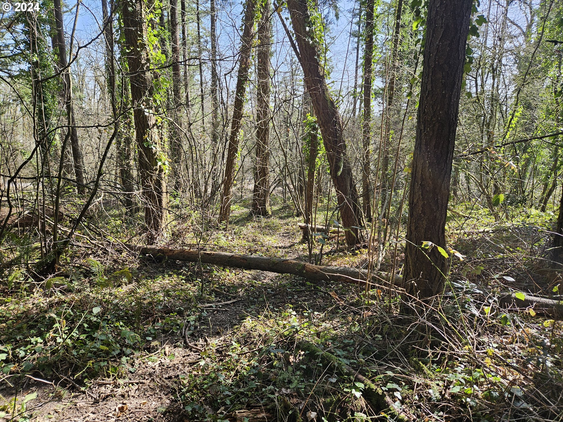 2700 Miller Lane Northwest Albany, OR 97321 - Photo 5 of 10 a view of outdoor space with a yard