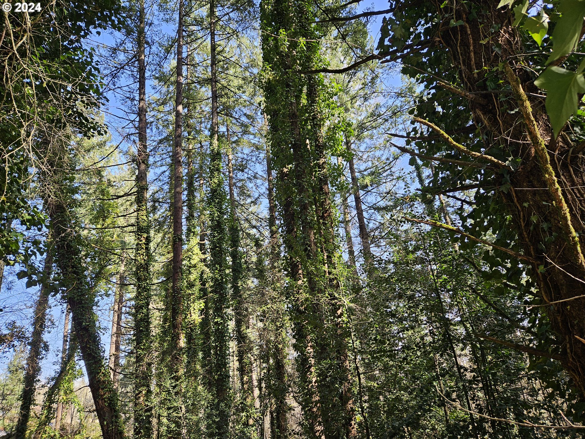 2700 Miller Lane Northwest Albany, OR 97321 - Photo 6 of 10 a view of a tree