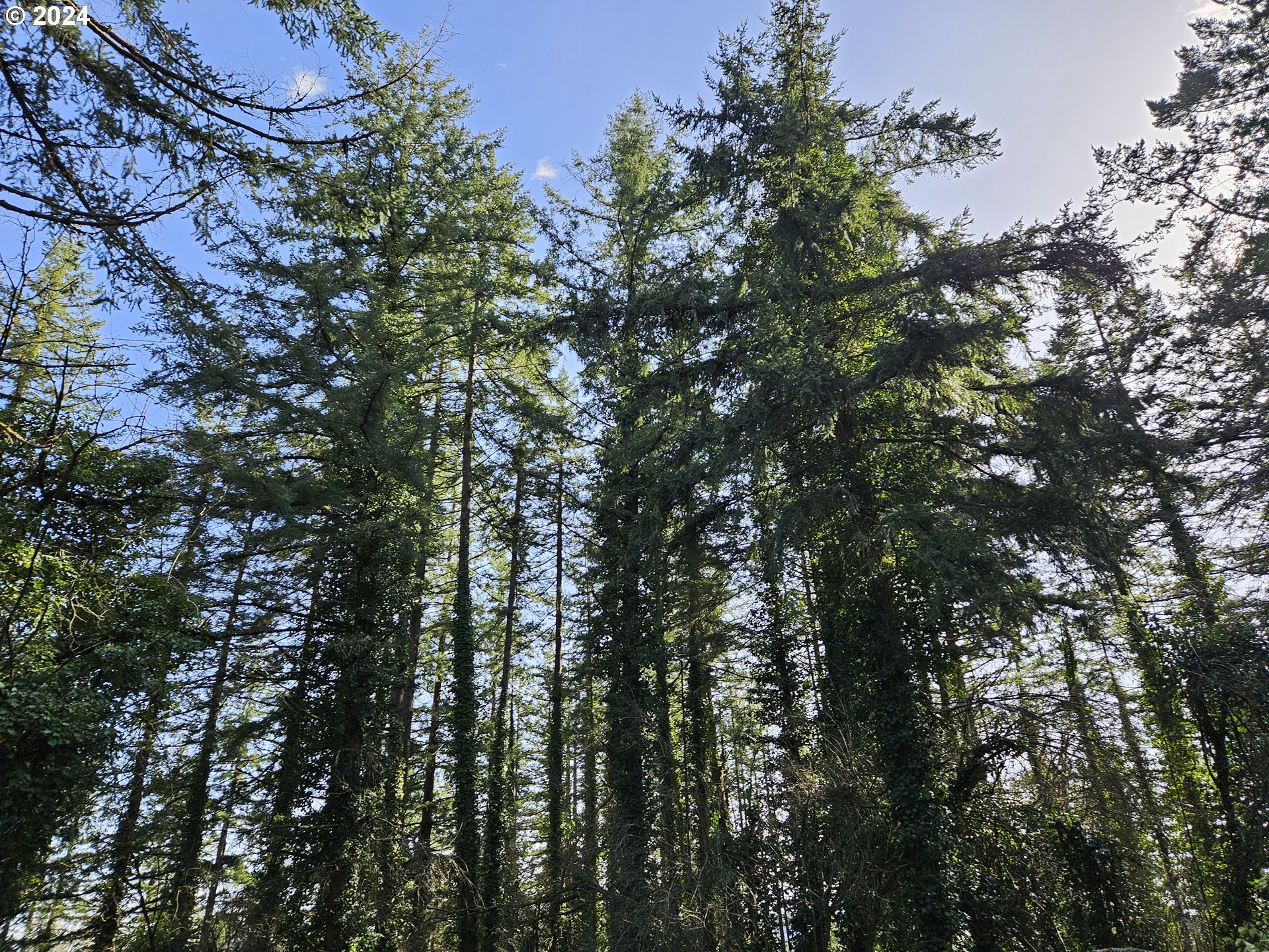2700 Miller Lane Northwest Albany, OR 97321 - Photo 7 of 10 a view of a tree