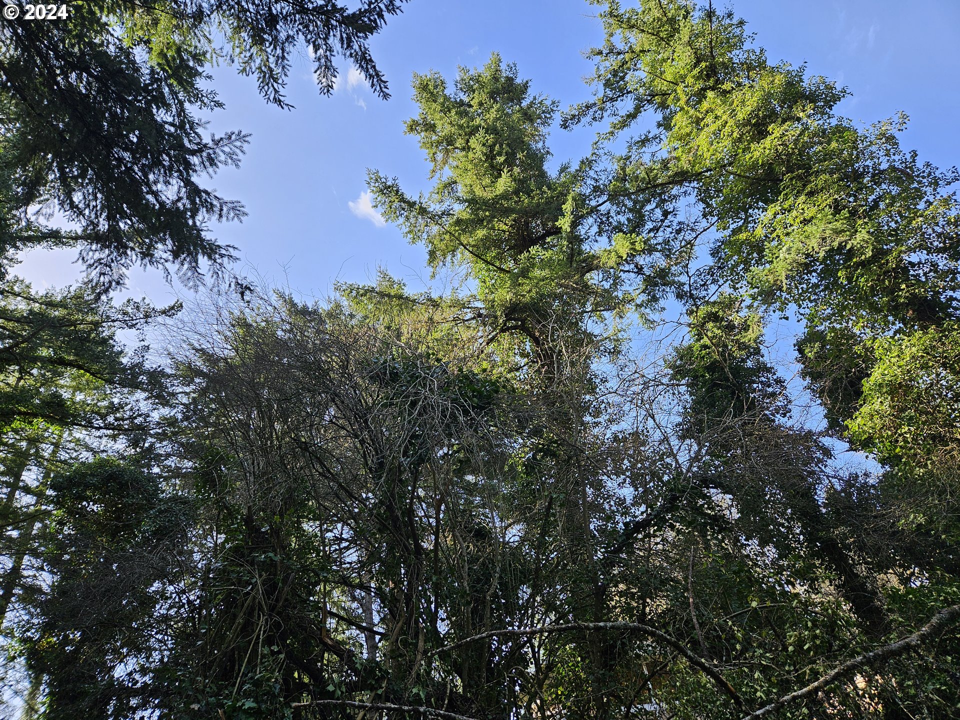 2700 Miller Lane Northwest Albany, OR 97321 - Photo 8 of 10 a picture of tree