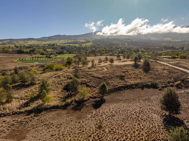 a view of a garden with plants and a pathway