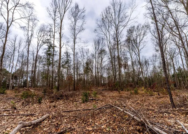 a view of backyard with trees