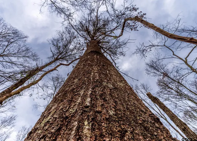 a view of outdoor space with lots of trees