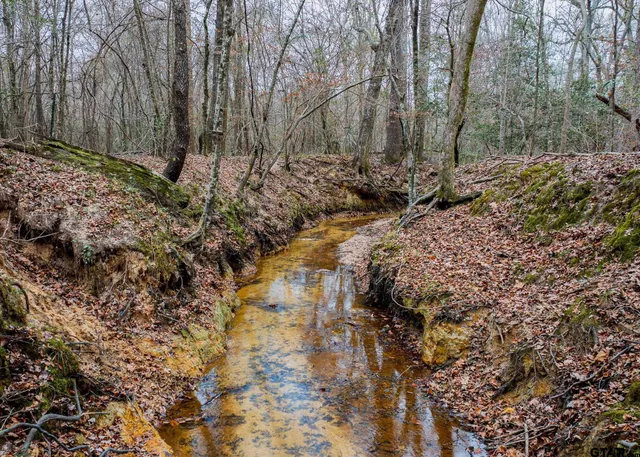 a view of a yard with large trees