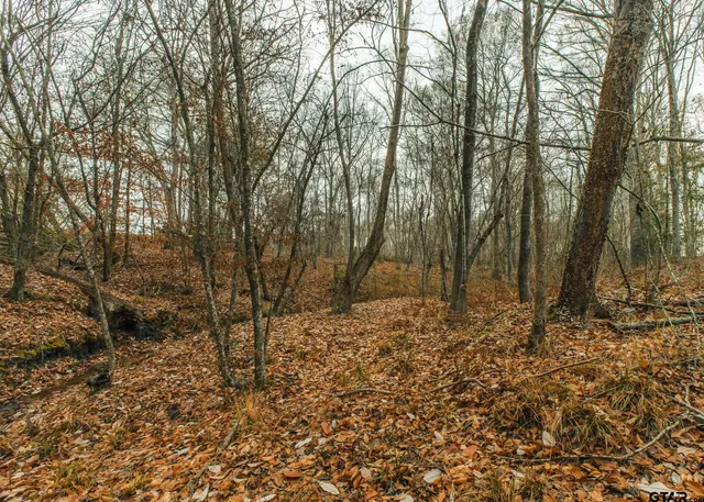 a view of a yard with trees