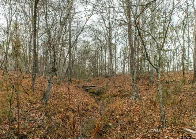 a view of covered with trees