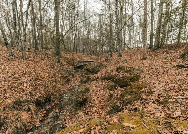 a view of a yard with trees