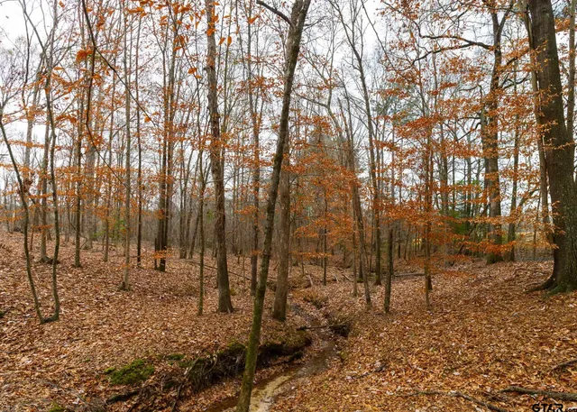 a street view with large trees