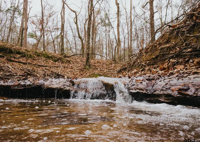 a view of a yard with trees