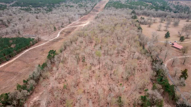 a view of a forest with a dry yard