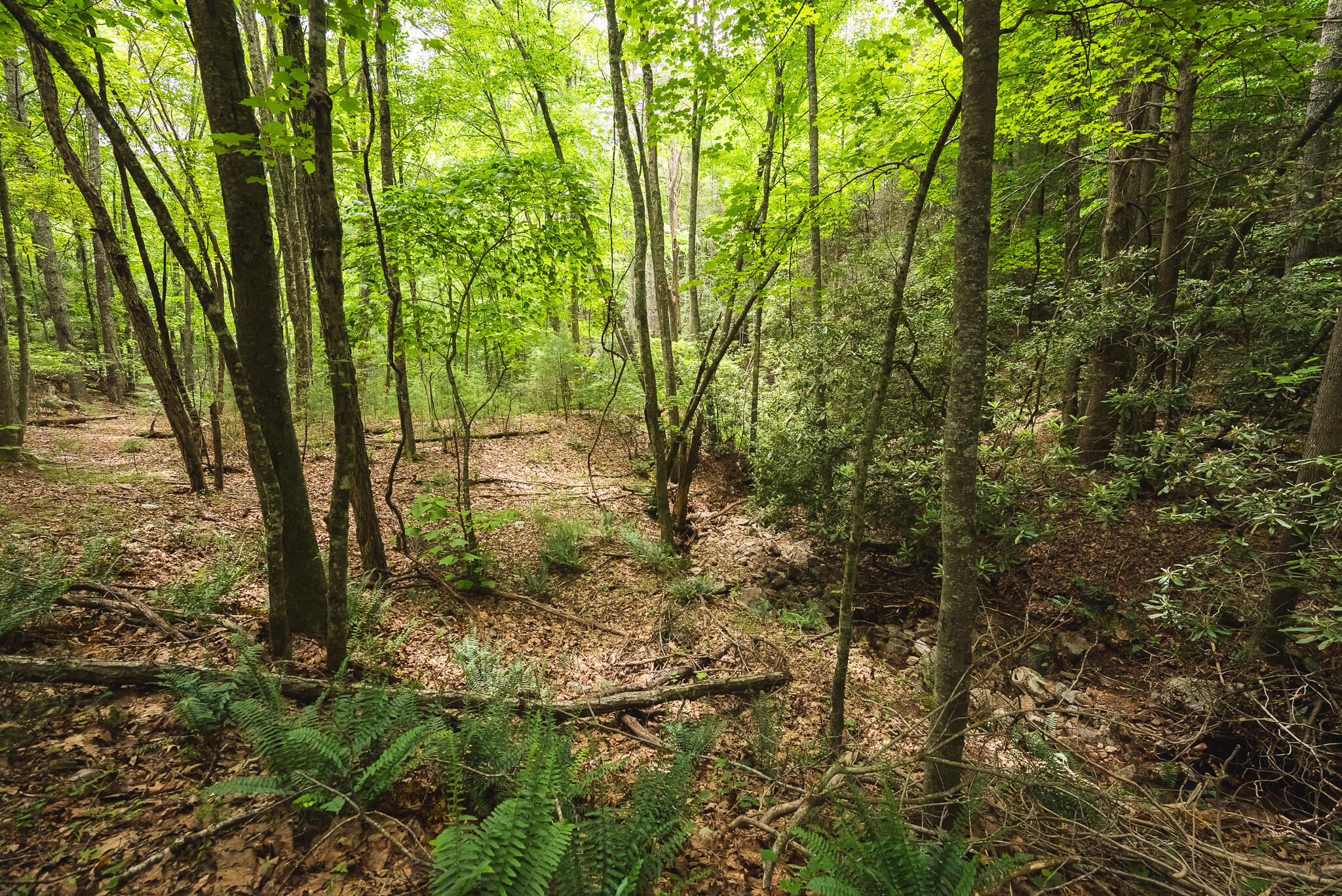 Tbd Macks Mountain Road Northwest Indian Valley, VA 24105 - Photo 31 of 45 DSC01619