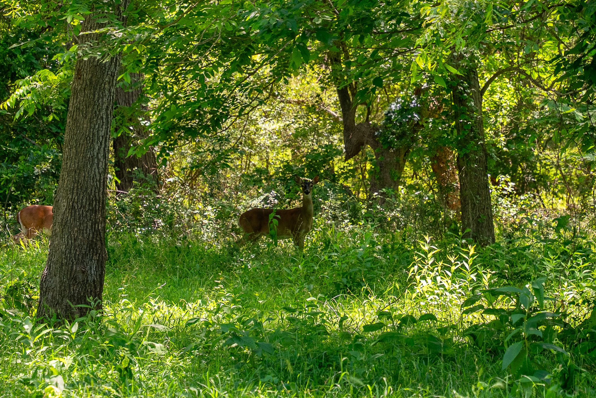 400 619th Spur Elgin, TX 78621 - Photo 40 of 40 A tranquil natural setting with abundant foliage and sun-dappled greenery.
