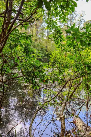 a view of a tree