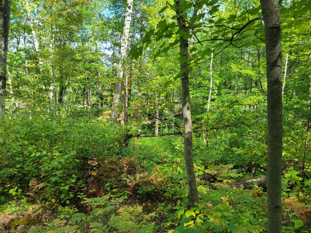 Lots On Nutter Road Minocqua, WI 54548 - Photo 2 of 8 Gallery Image 2