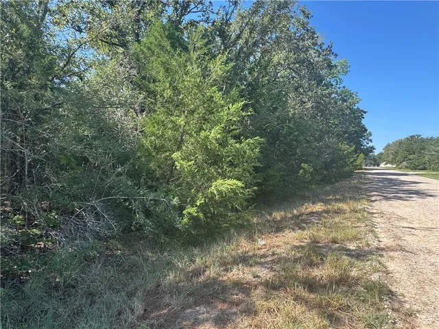 a view of a forest with trees in the background