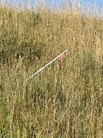 a close up of a plant