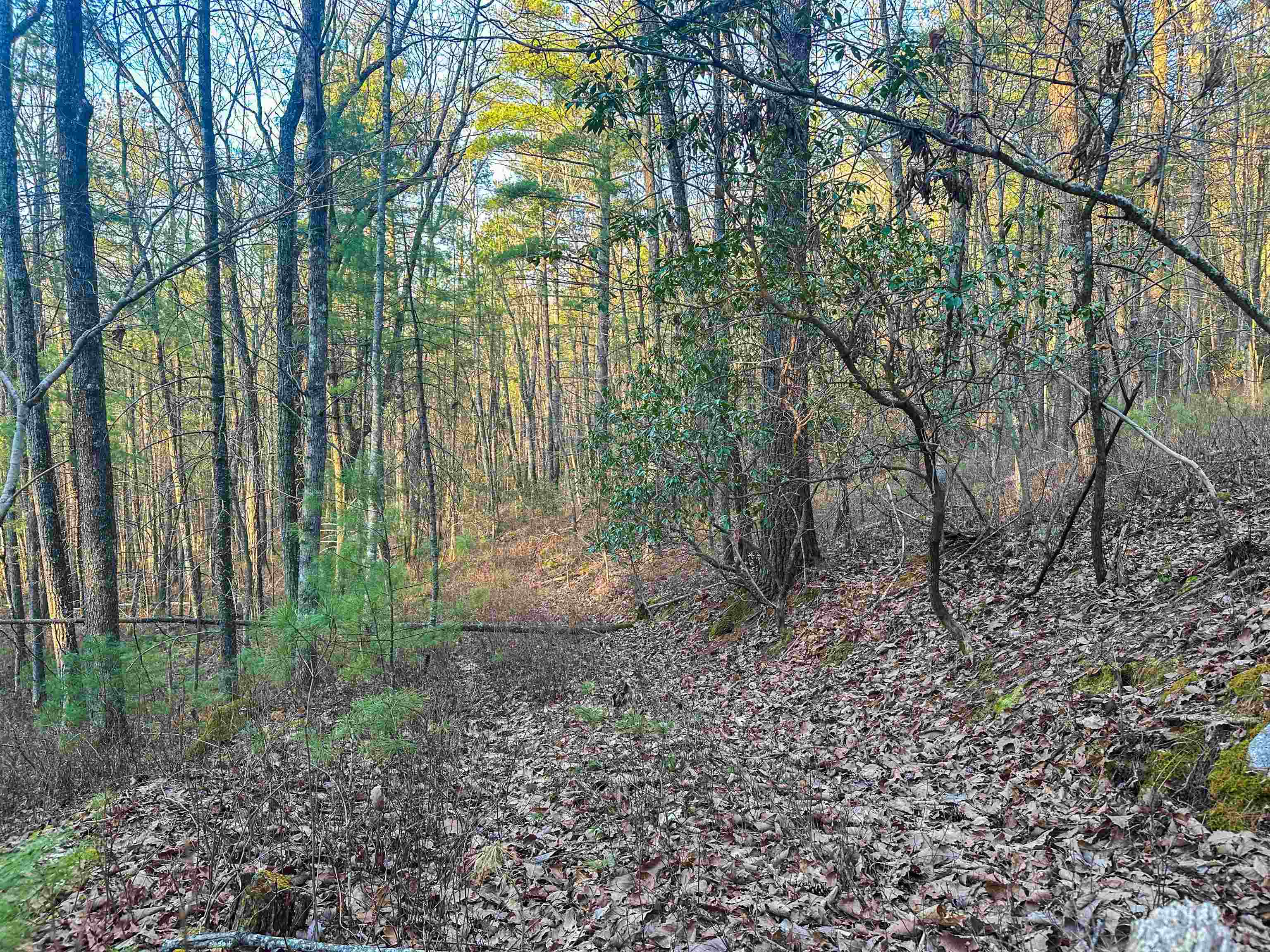 4358 Deerfield Valley Road Deerfield, VA 24432 - Photo 14 of 28 a view of forest