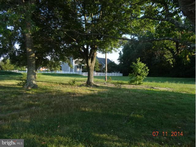 Mature Shade Trees