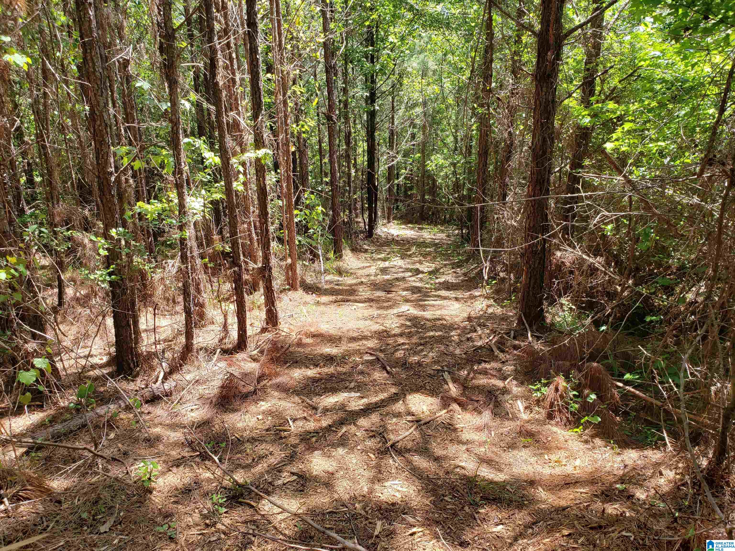 0 Clements Road, Unit 1 Cottondale, AL 35453 - Photo 6 of 16
