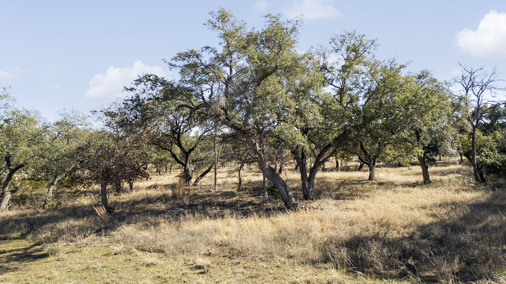 204 East Rio Rnch Road Liberty Hill, TX 78642 - Photo 15 of 17 View of undeveloped land with rural landscape