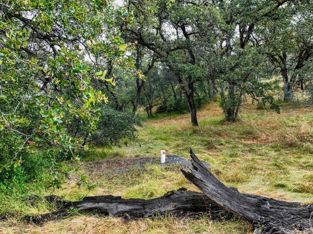 19838 Perimeter Road Grass Valley, CA 95949 - Photo 11 of 30 a view of a yard with large trees