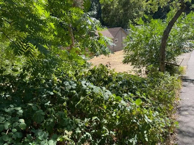 a view of a tree in a garden