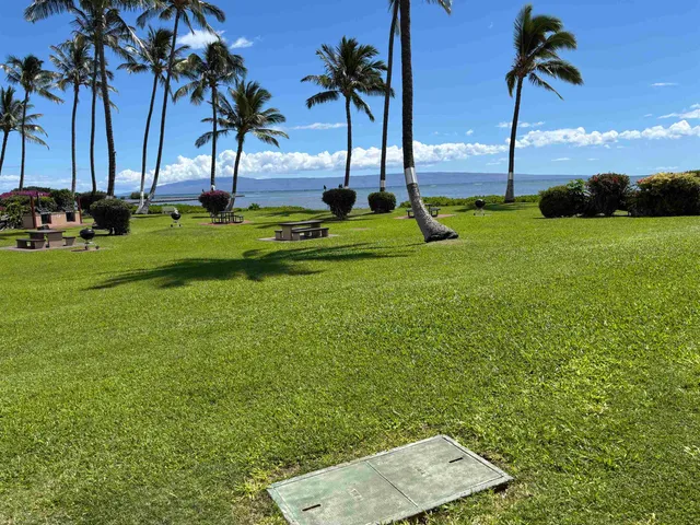 a view of yard with palm trees