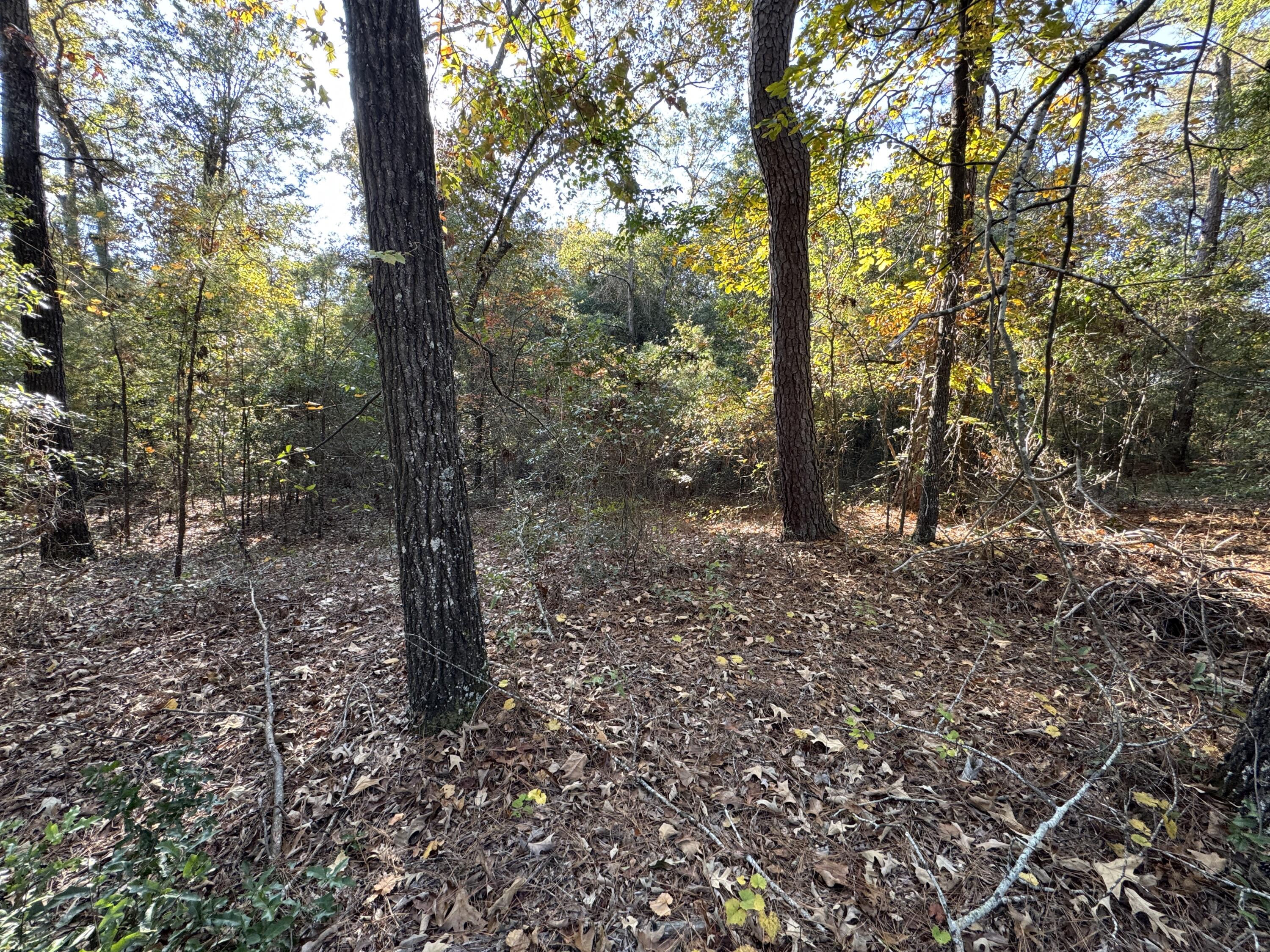 Lot #1 Charles Street Jackson, SC 29831 - Photo 12 of 12