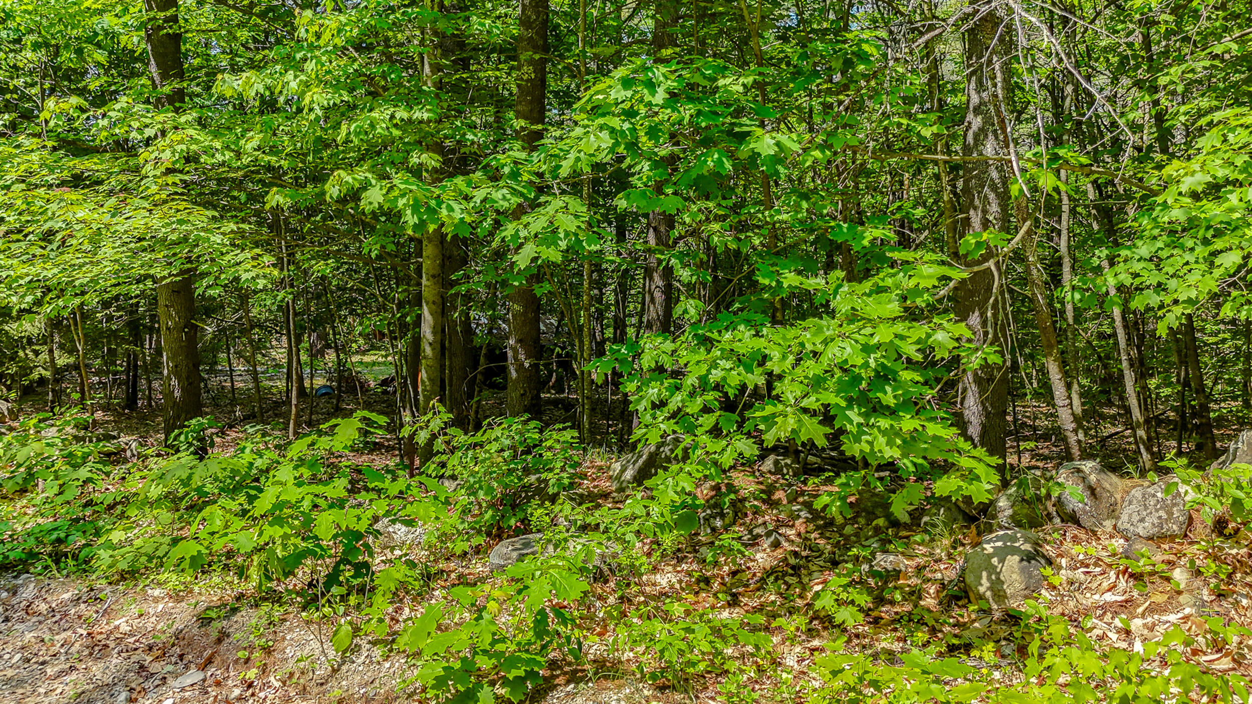 4_dji_20250605111022_0010_d1