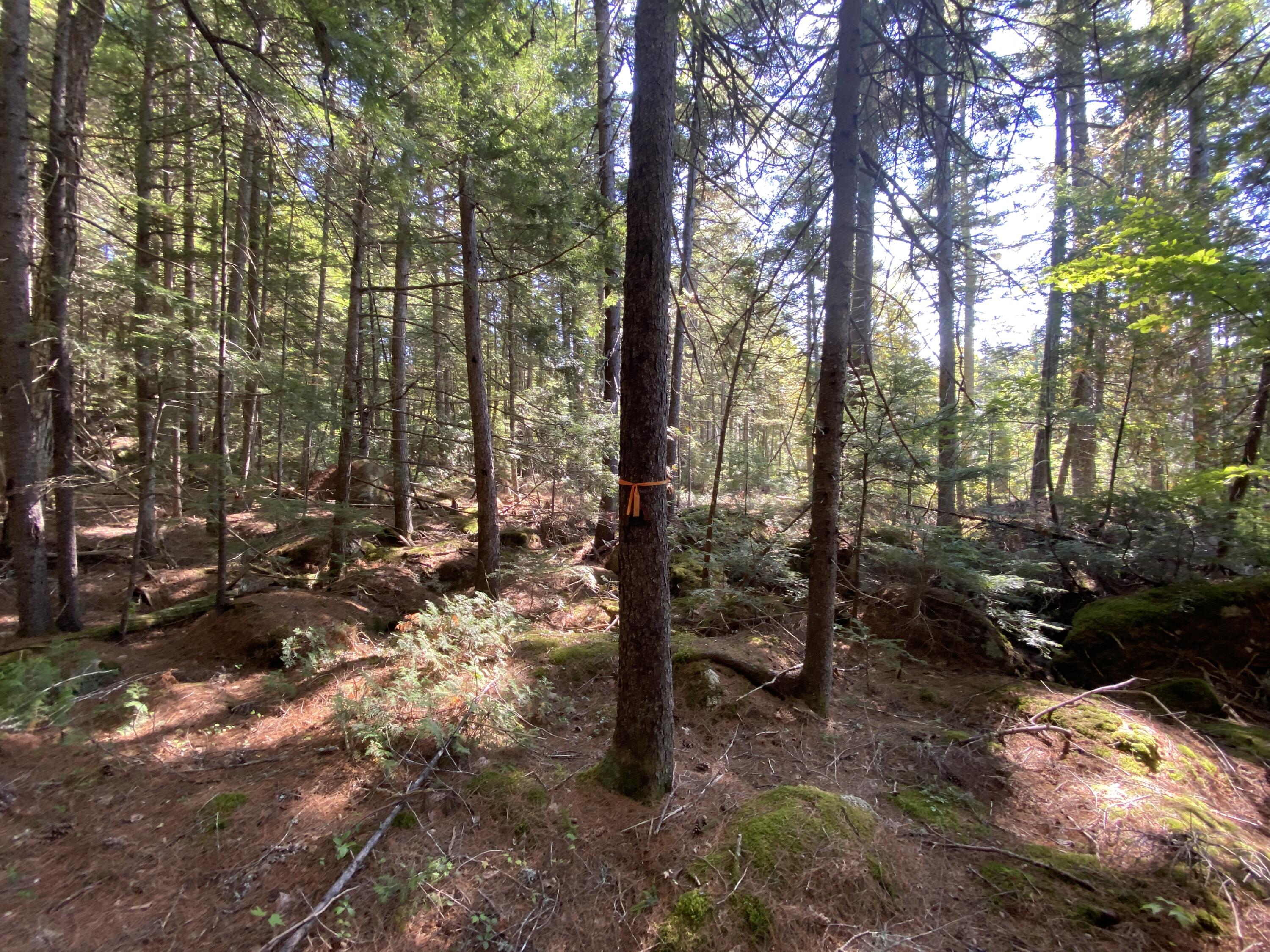 M06-lot18 Sys Road Lakeville, ME 04487 - Photo 15 of 22 IMG_16