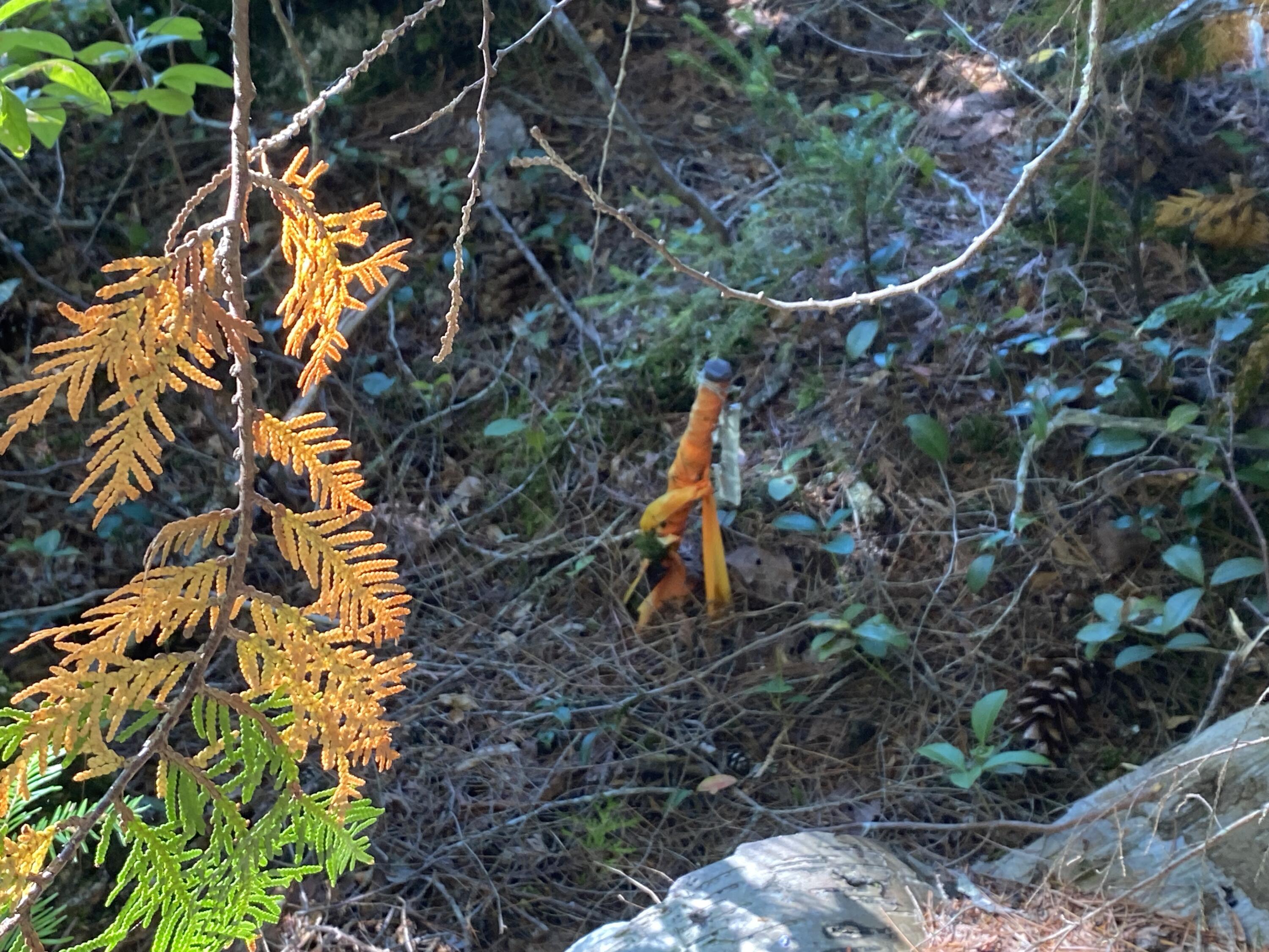 M06-lot18 Sys Road Lakeville, ME 04487 - Photo 16 of 22 IMG_17