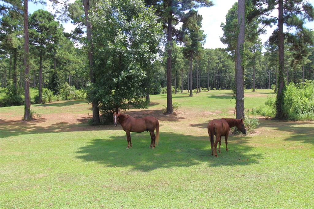 3542 Parish Line Road Doyline, LA 71023 - Photo 19 of 25 Gallery Image 19