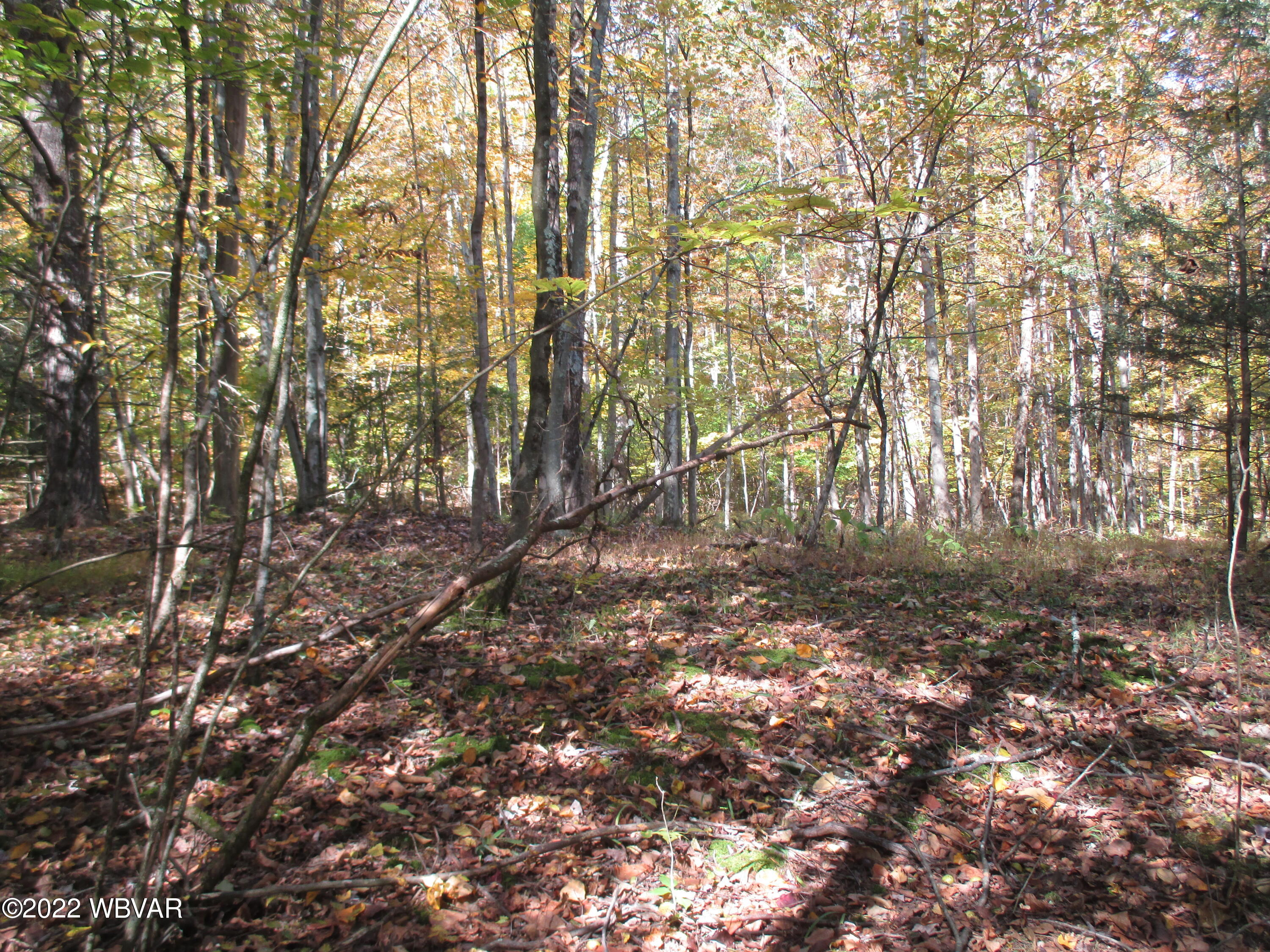 Lake Road Muncy Valley, PA 17758 - Photo 7 of 26 Gallery Image 7
