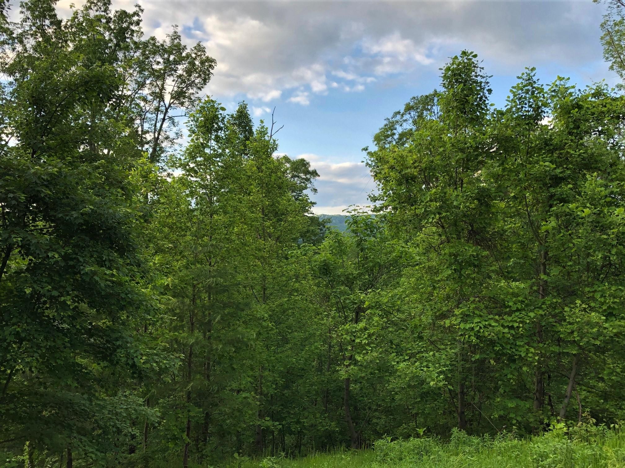 5165 Long Rifle Road Walland, TN 37886 - Photo 4 of 18 Gallery Image 4