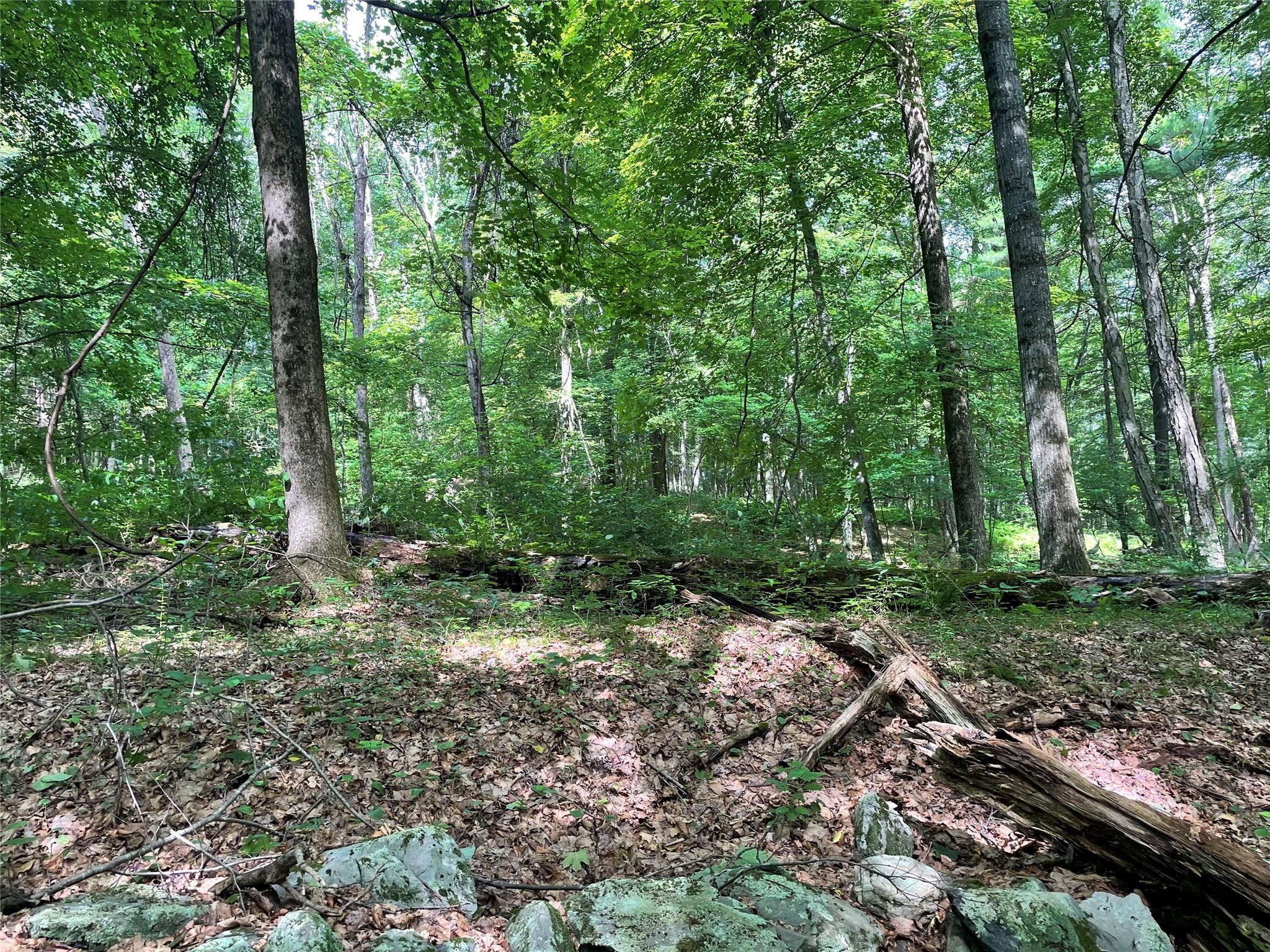 0 Fiddler's Bridge/schoolhouse Road Clinton Corners, NY 00000 - Photo 11 of 50 a big yard with lots of green space and trees