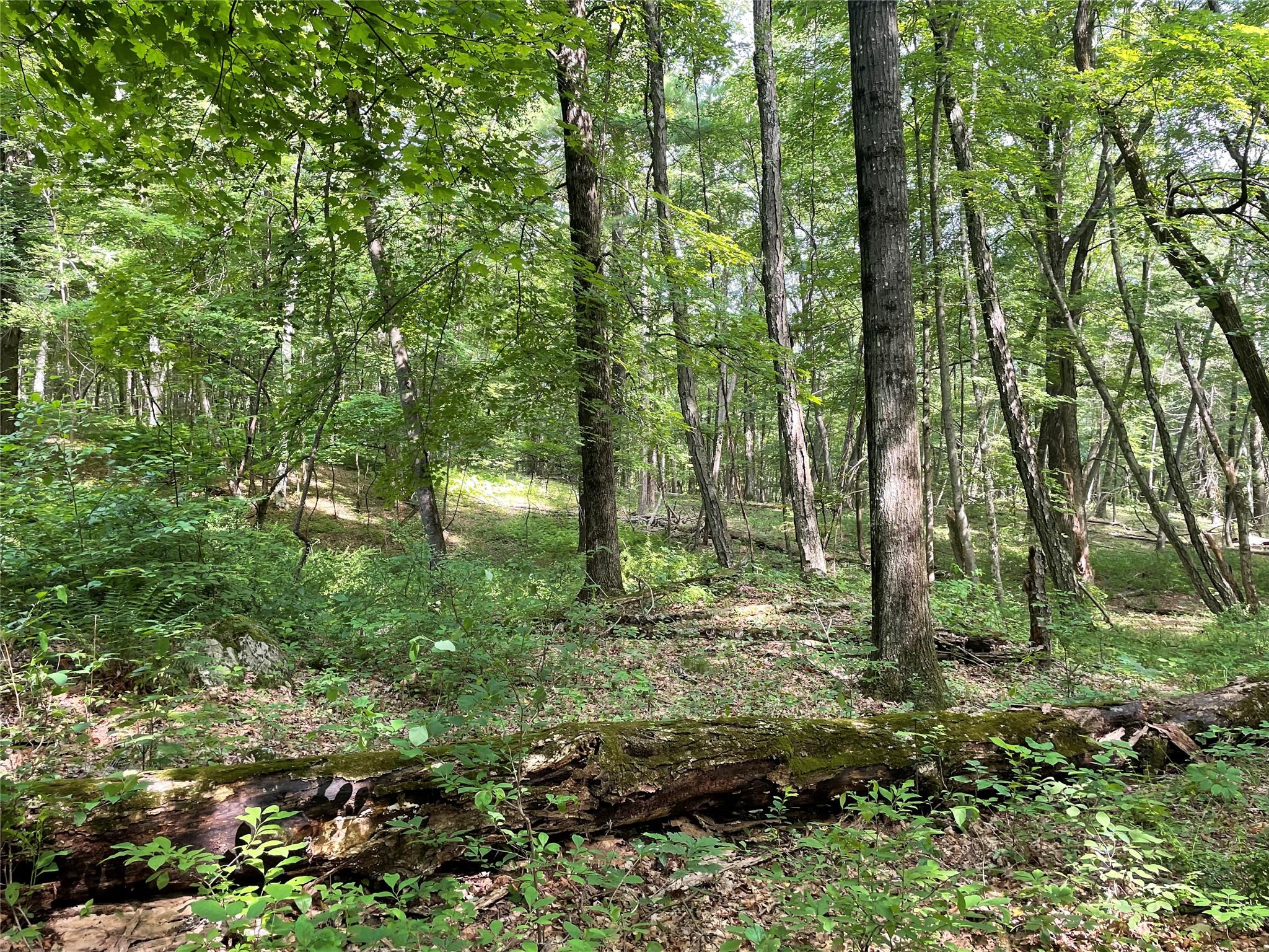 0 Fiddler's Bridge/schoolhouse Road Clinton Corners, NY 00000 - Photo 13 of 50 a view of outdoor space and green space