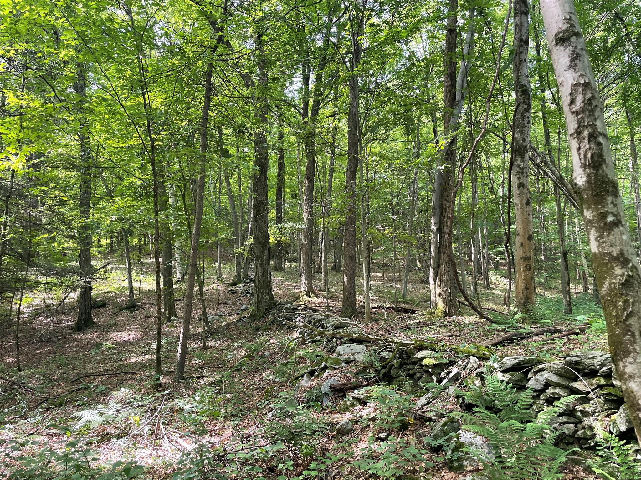 0 Fiddler's Bridge/schoolhouse Road Clinton Corners, NY 00000 - Photo 15 of 50 a view of outdoor space with lots of trees