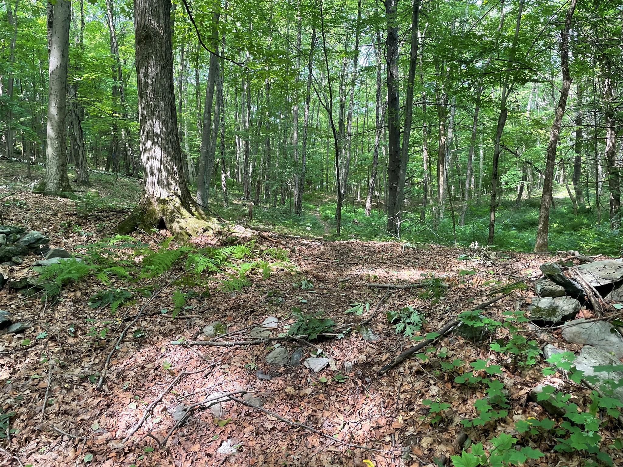 0 Fiddler's Bridge/schoolhouse Road Clinton Corners, NY 00000 - Photo 18 of 50 a view of a park with large trees