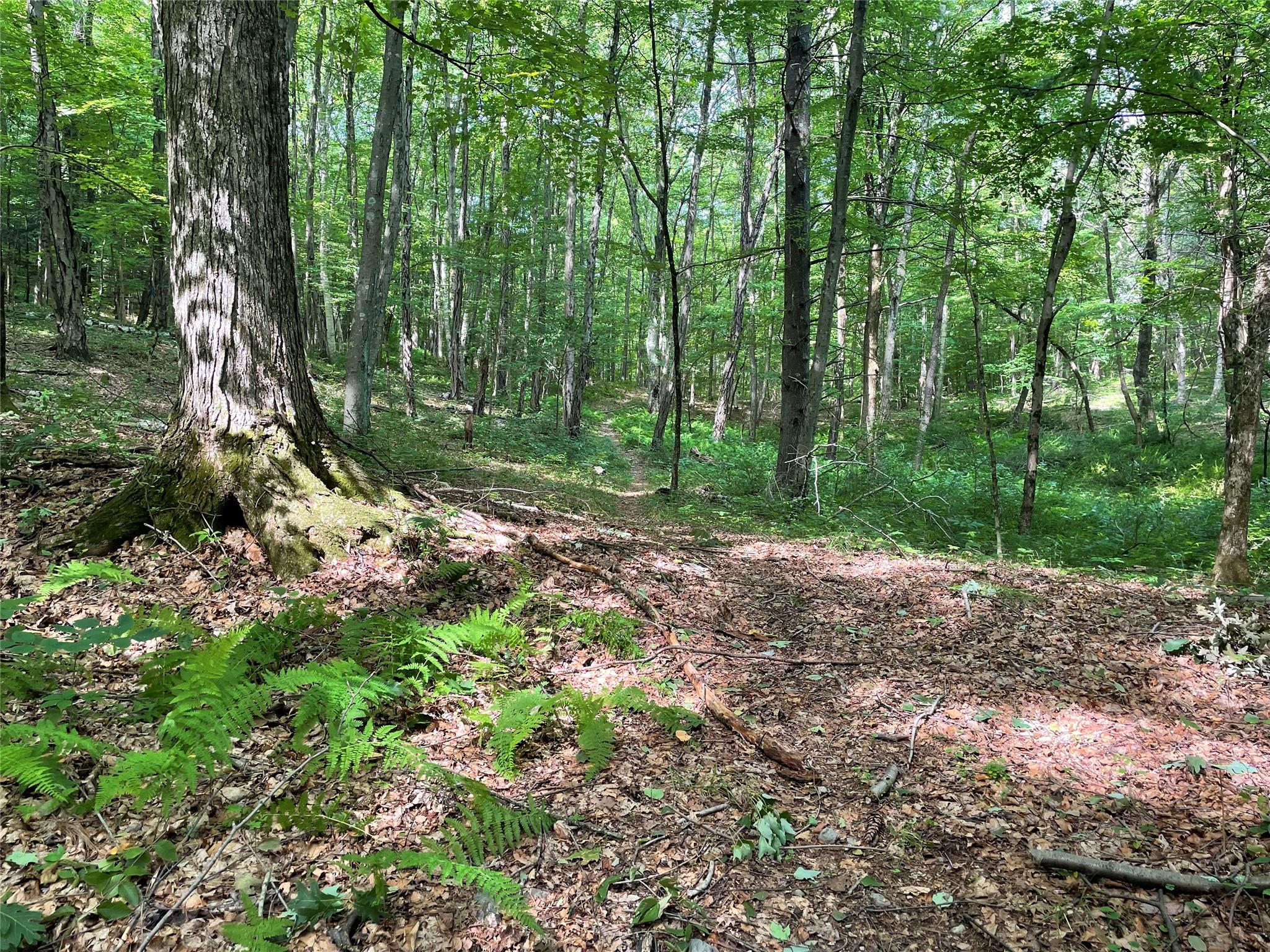 0 Fiddler's Bridge/schoolhouse Road Clinton Corners, NY 00000 - Photo 19 of 50 a backyard of a house with lots of green space