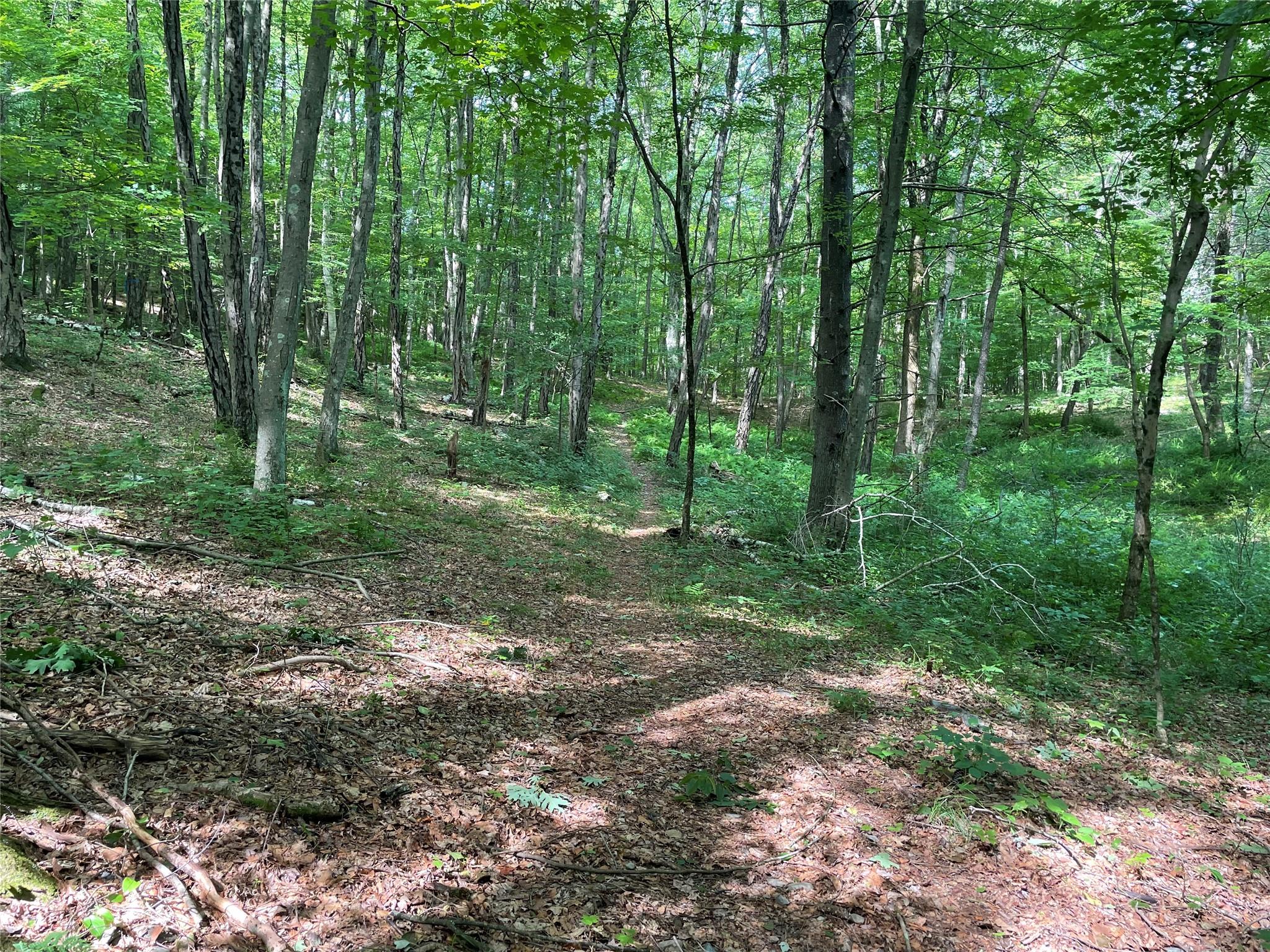 0 Fiddler's Bridge/schoolhouse Road Clinton Corners, NY 00000 - Photo 20 of 50 a view of a lush green forest