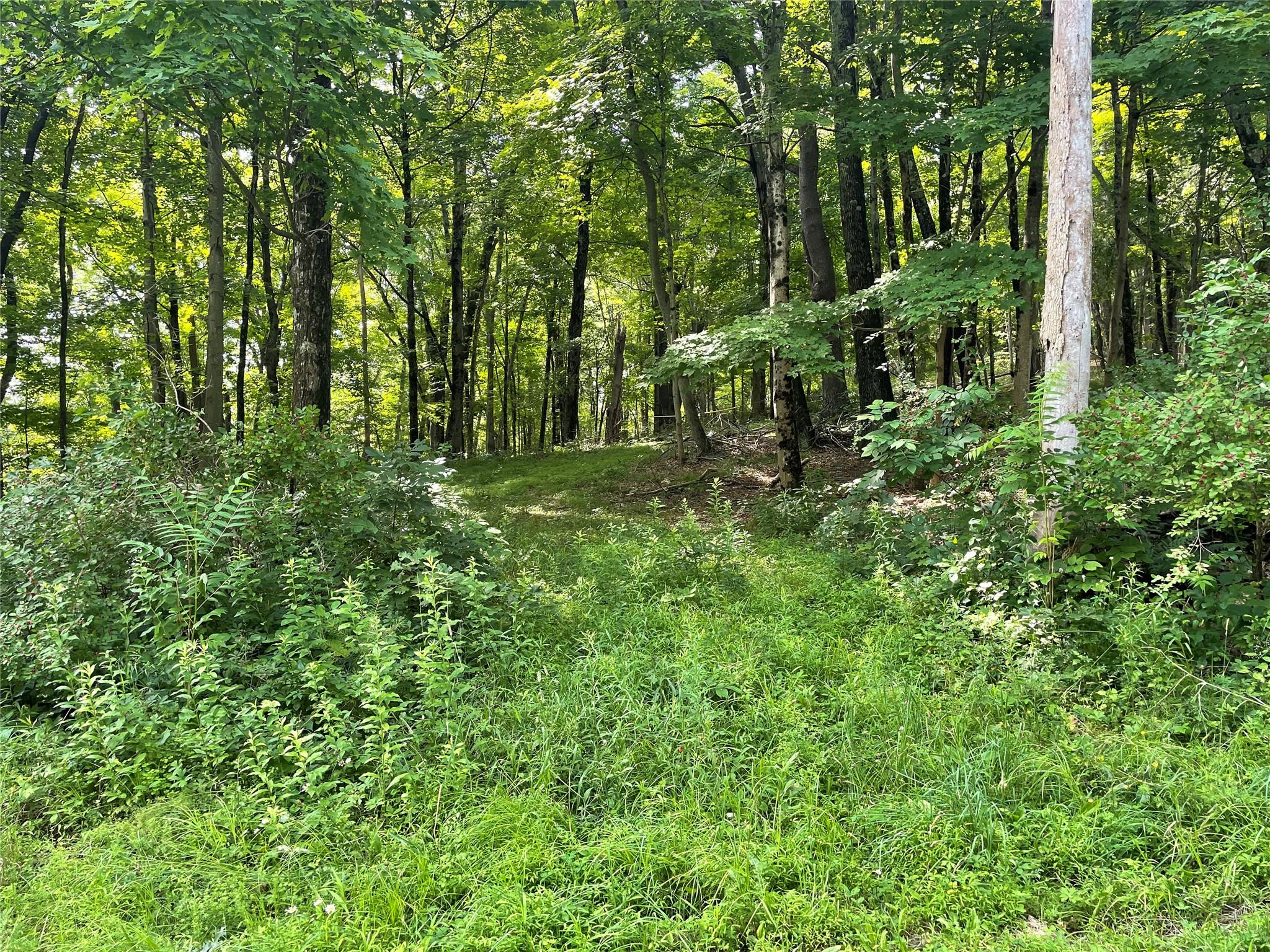 0 Fiddler's Bridge/schoolhouse Road Clinton Corners, NY 00000 - Photo 2 of 50 a big yard with lots of green space and deers