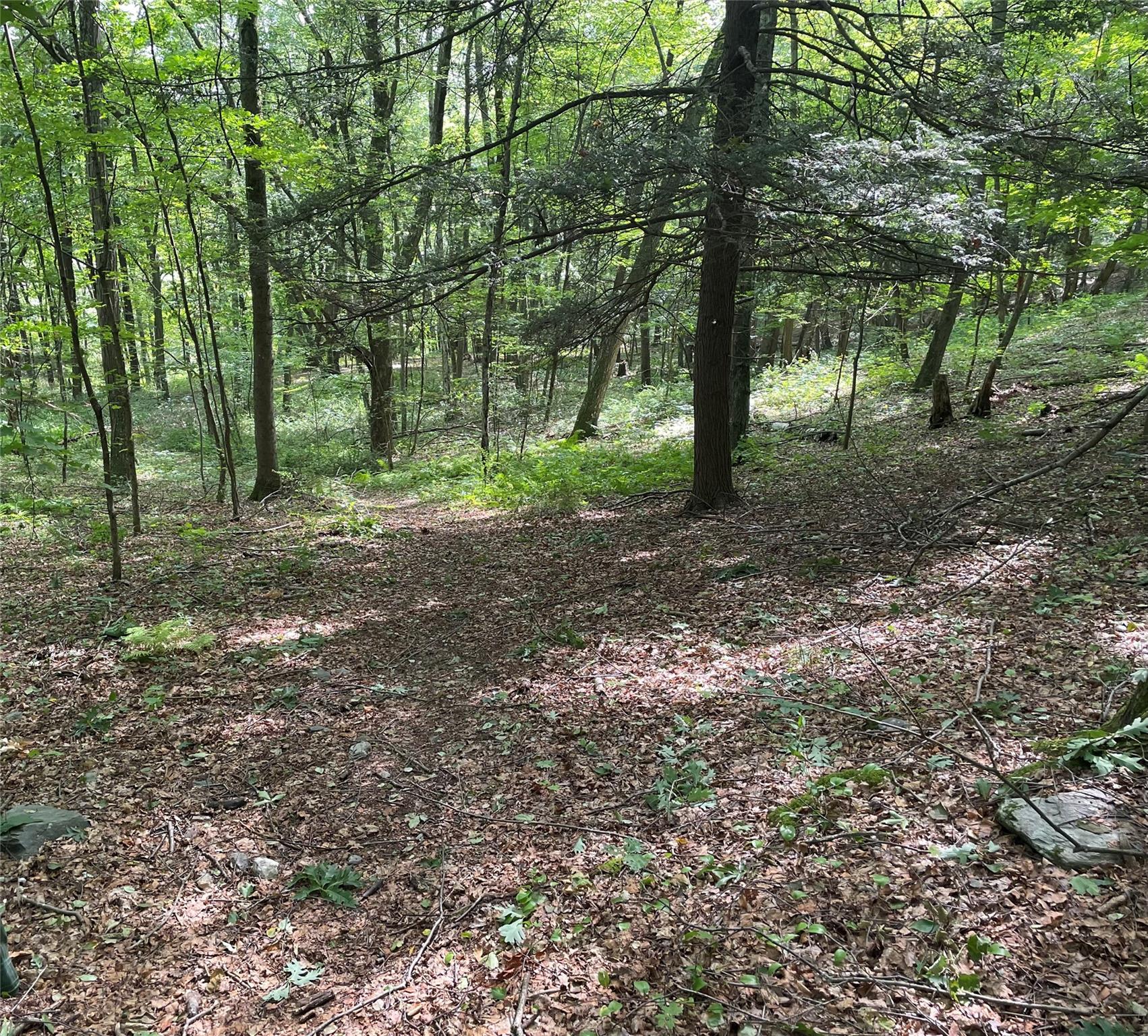 0 Fiddler's Bridge/schoolhouse Road Clinton Corners, NY 00000 - Photo 21 of 50 a view of a forest with trees