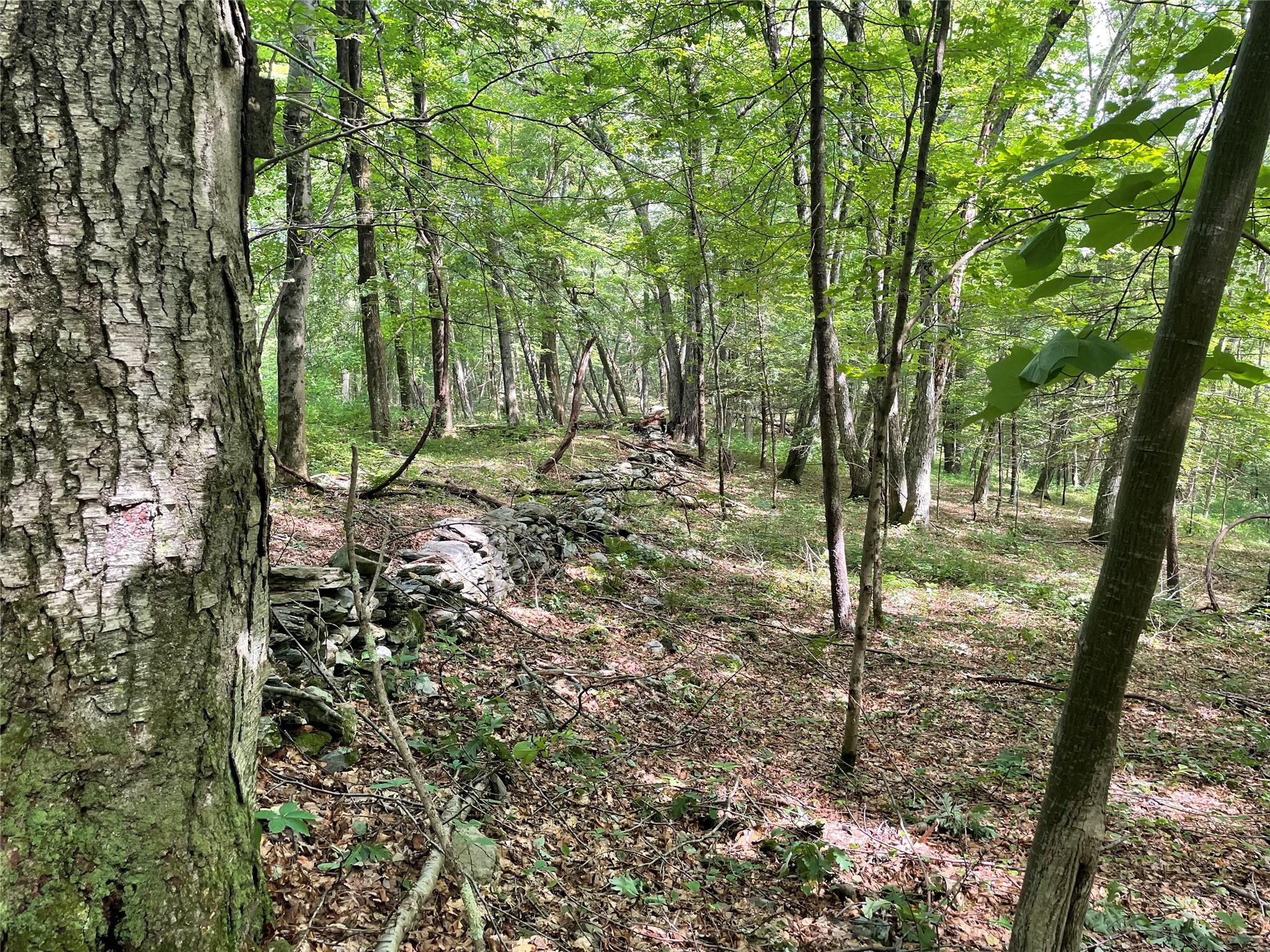 0 Fiddler's Bridge/schoolhouse Road Clinton Corners, NY 00000 - Photo 22 of 50 a view of a forest with trees